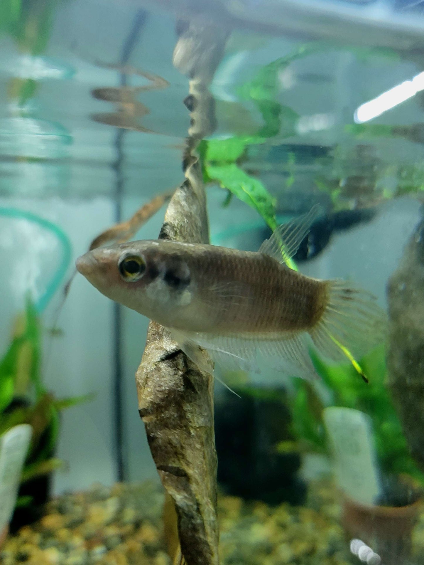 Tourmaline Giant Male Betta