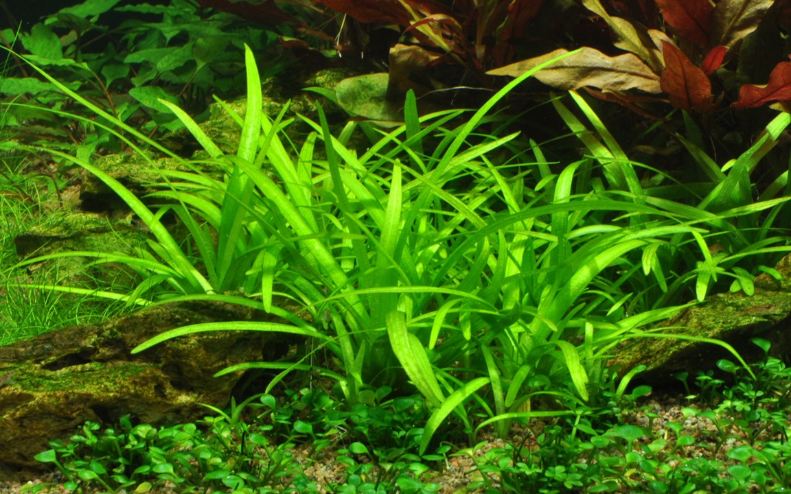 Sagittaria subulata - Potted