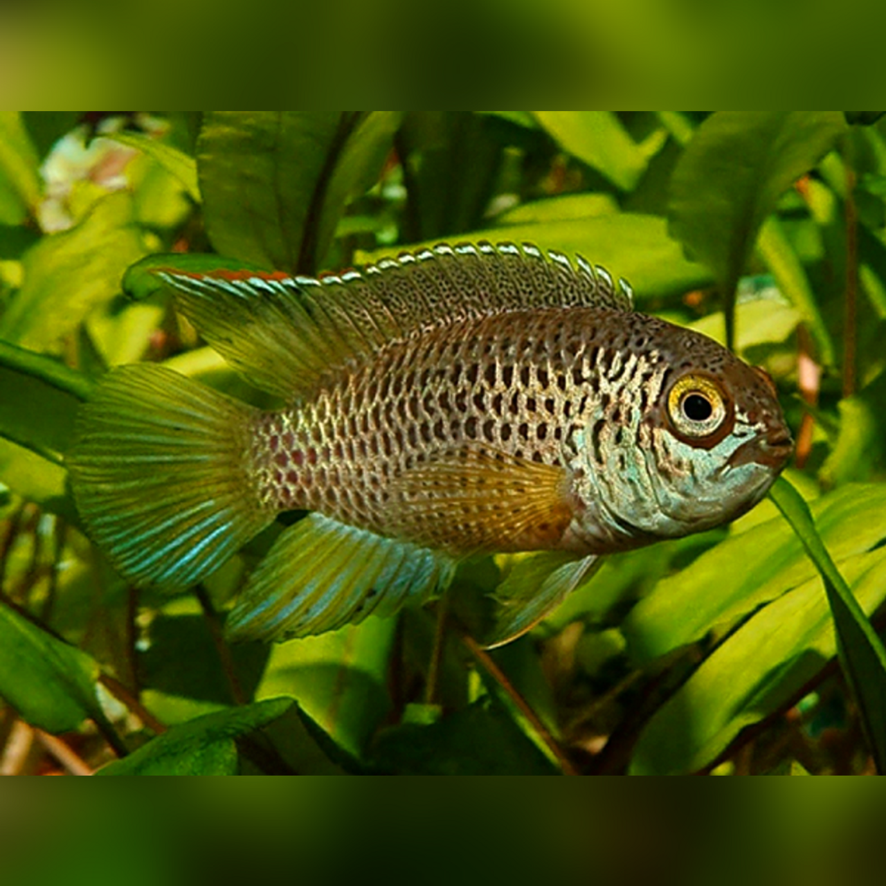 Golden-eyed Dwarf Cichlid
