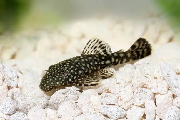 Bristlenose Pleco