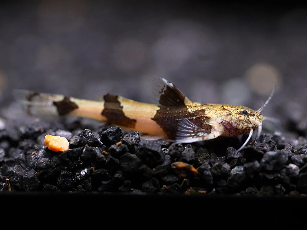 Indawgyi Stream Catfish