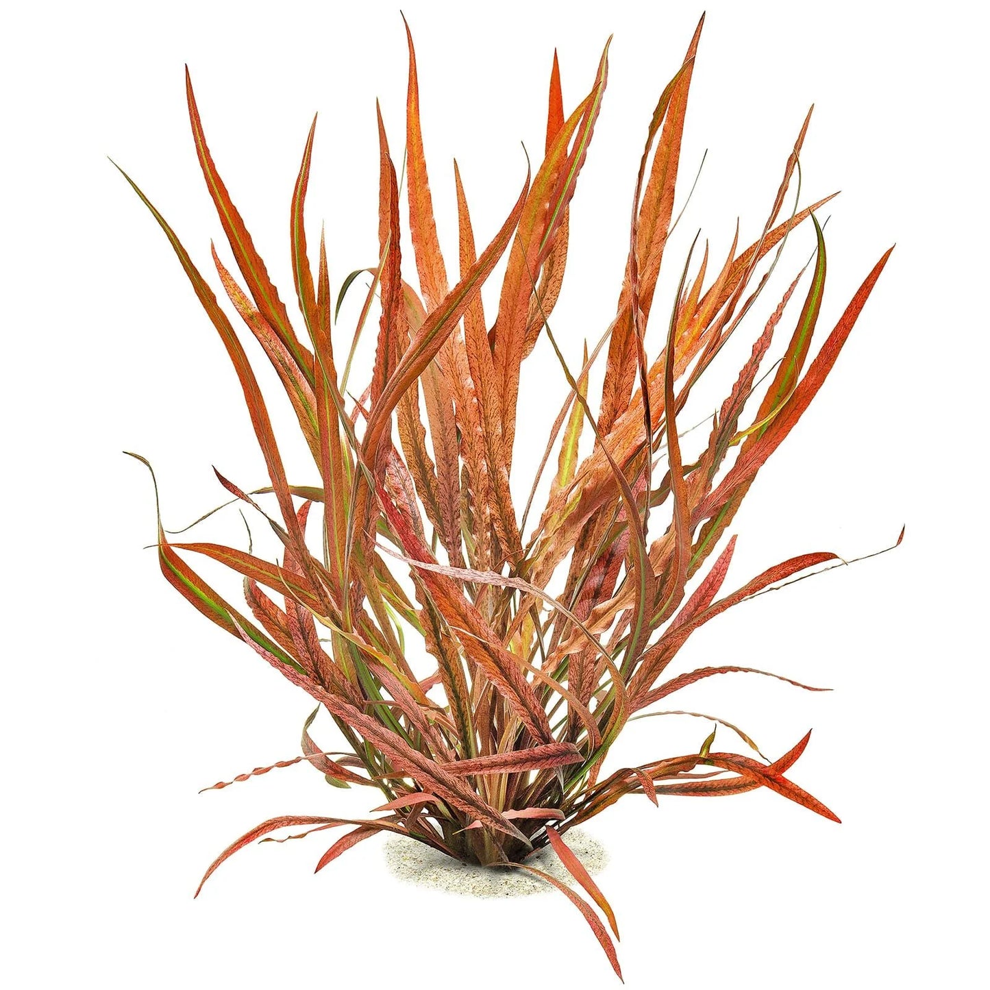 Cryptocoryne Spiralis Tiger - Potted