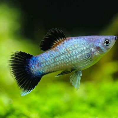 Platy - Blue Wag