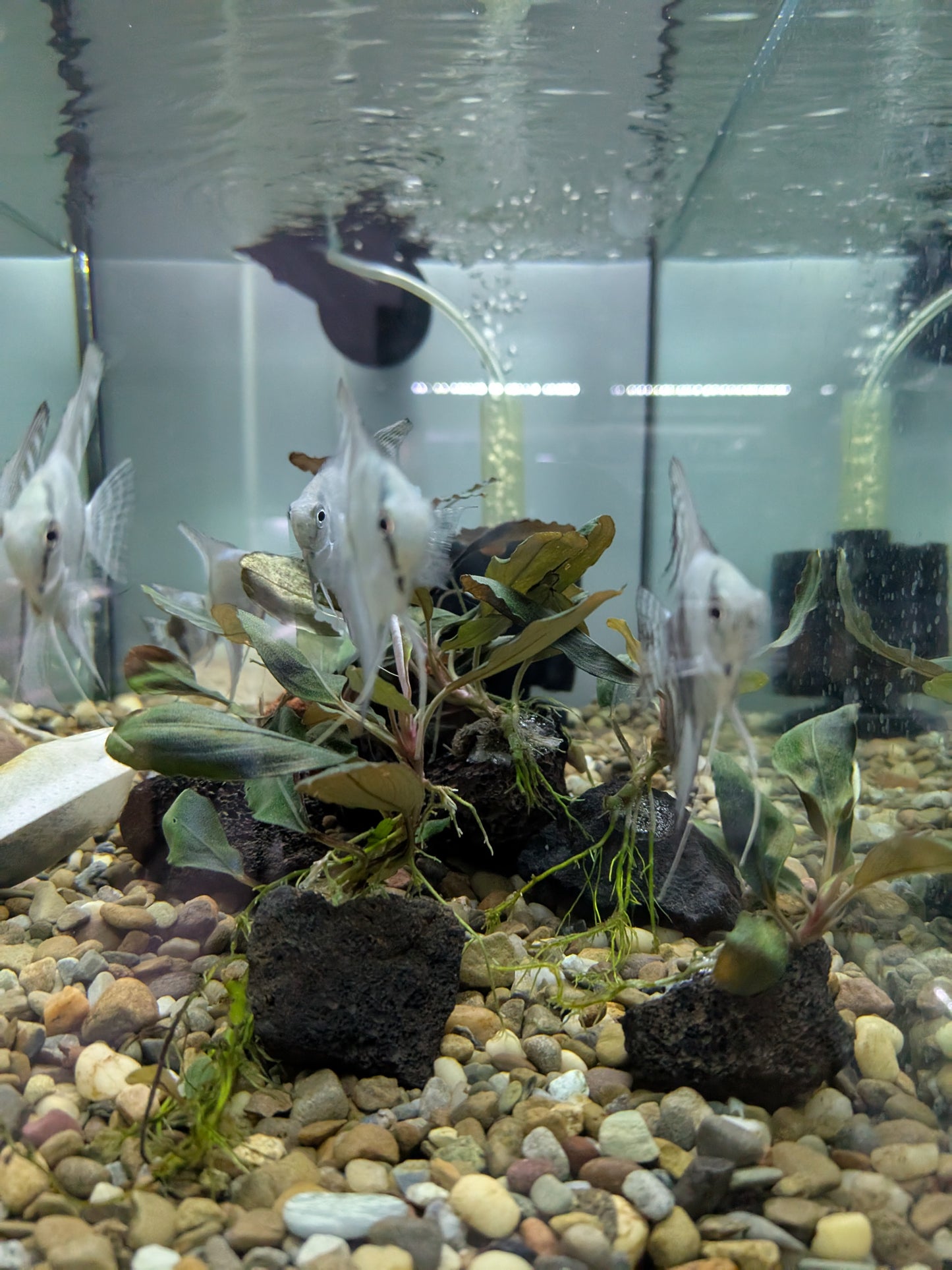 Bucephalandra Brownie Blue on Small Lava Stone