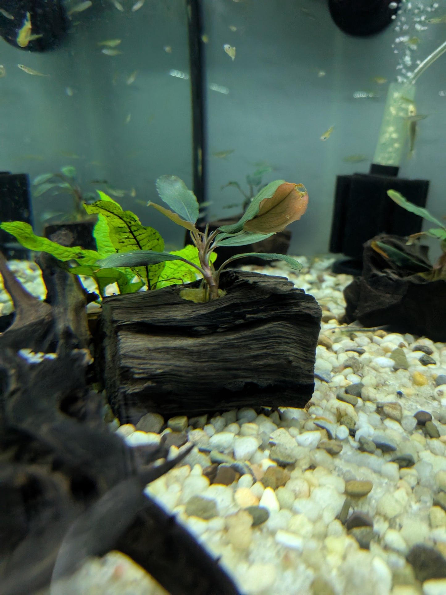 Bucephalandra Brownie Blue on Small Driftwood