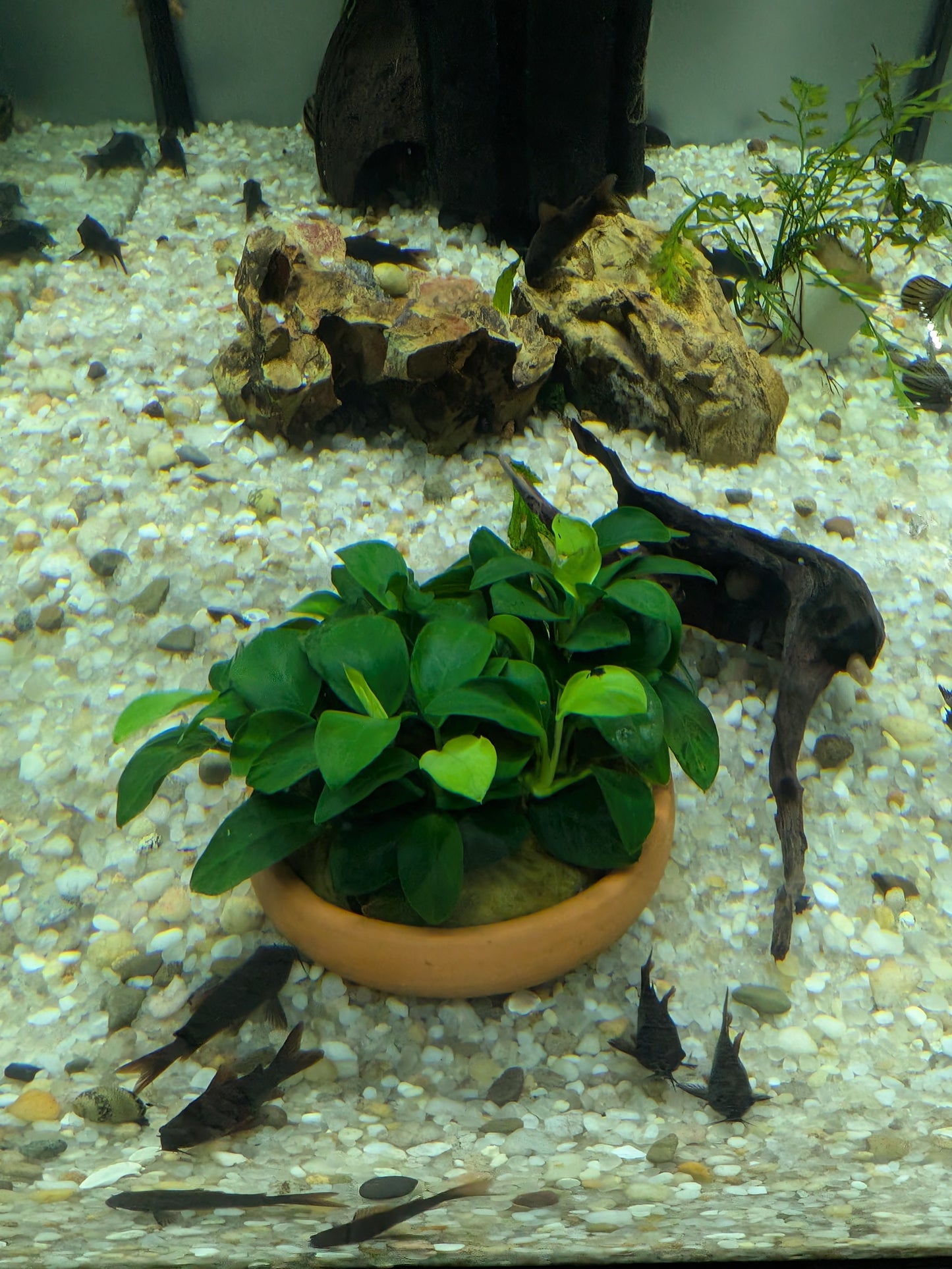 Anubias nana petite on 2.5" Terracotta Bowl