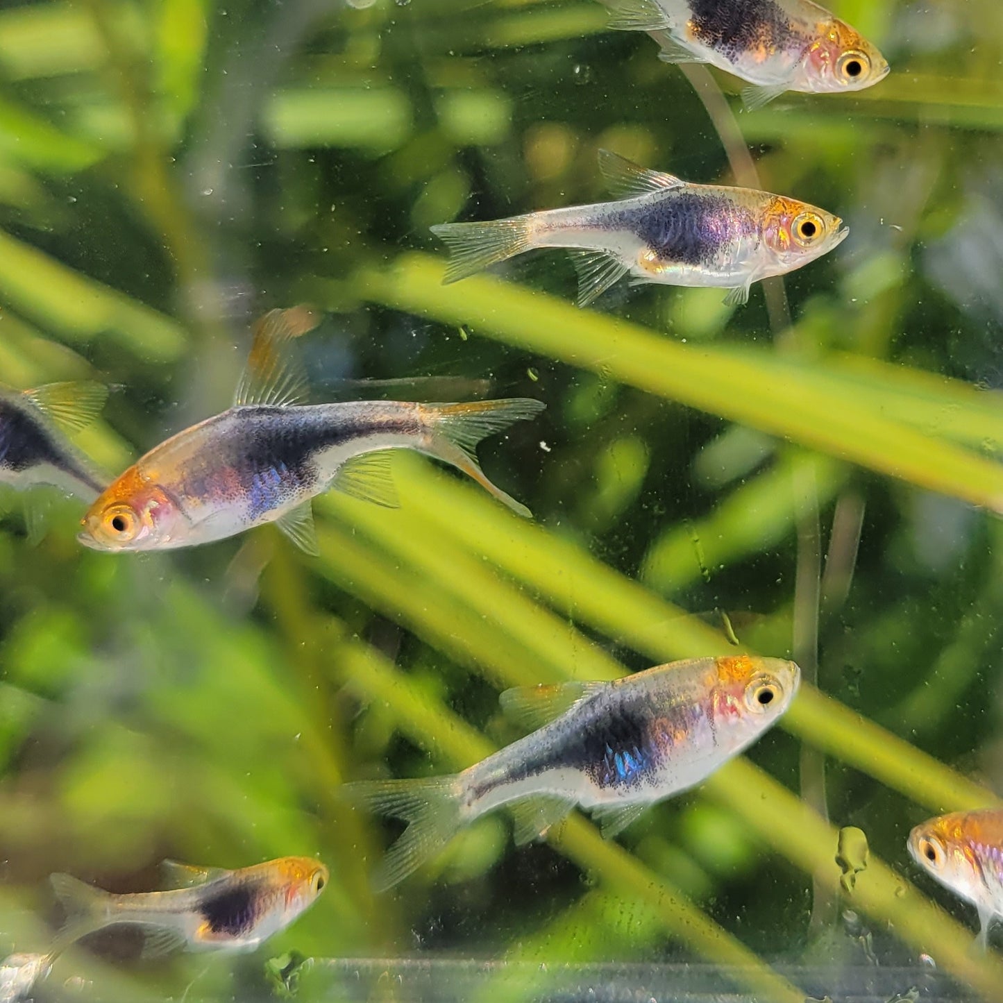 Purple Harlequin Rasbora