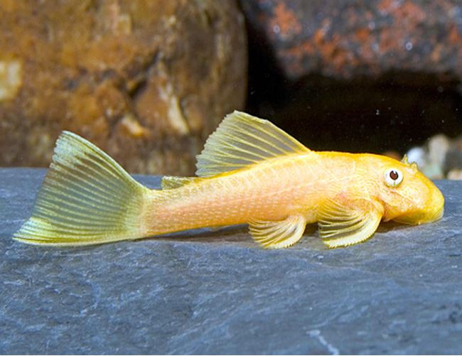 Albino Bristlenose Pleco - Planted Aquaria