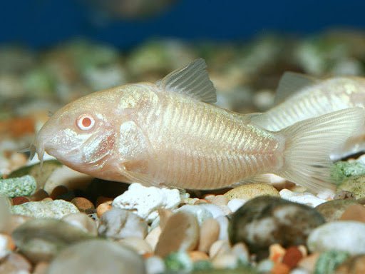 Albino Corydora - Planted Aquaria