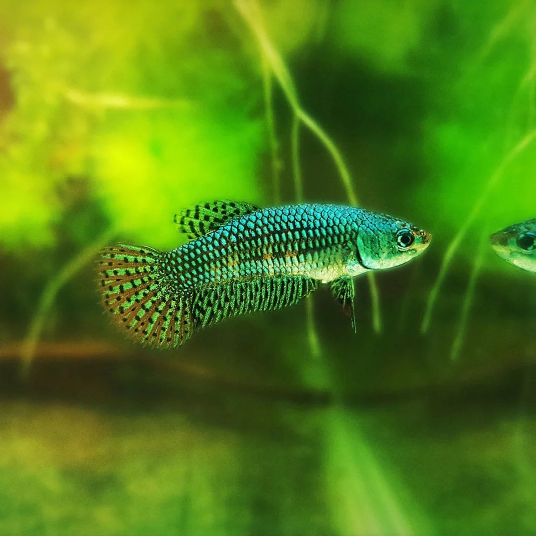 Alien Green Female Betta - Planted Aquaria