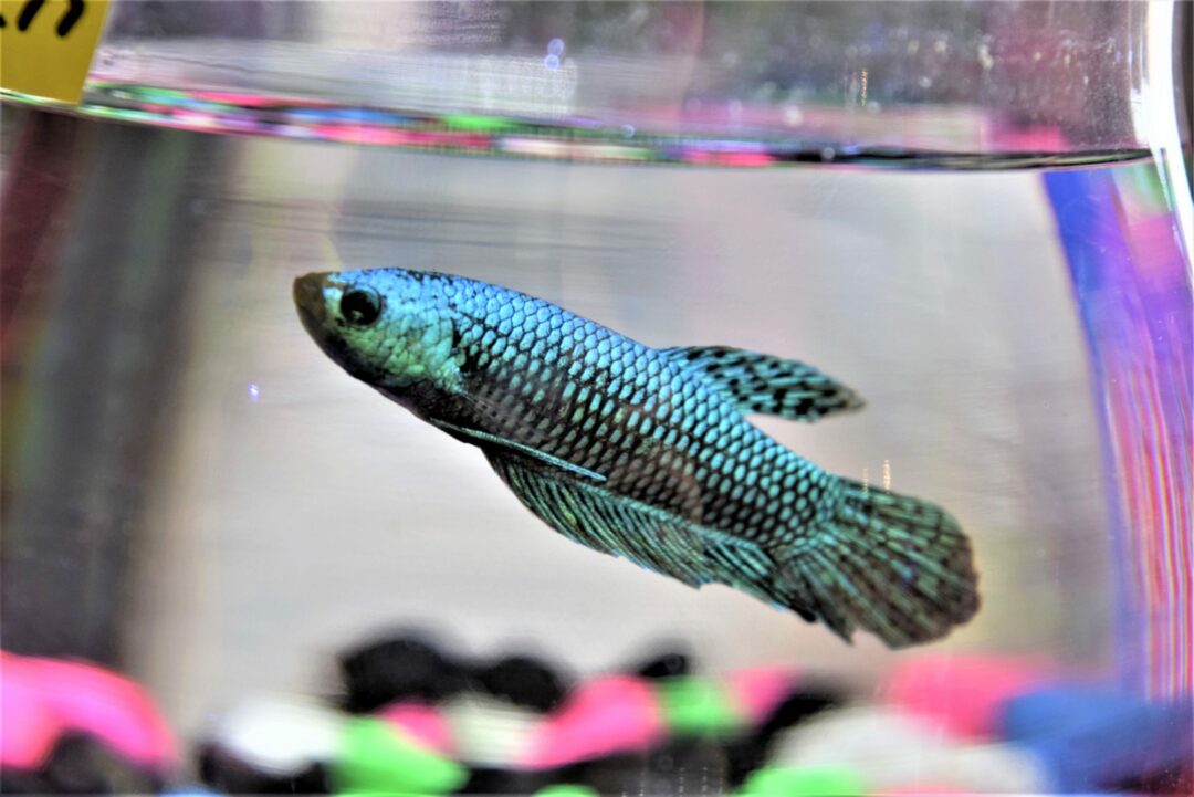 Alien Green Female Betta - Planted Aquaria