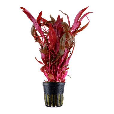 Alternanthera lilacina - Potted - Planted Aquaria