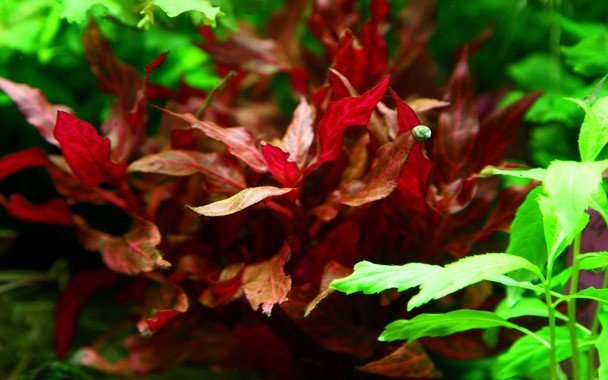Alternanthera reineckii 'Rosanervig' - Potted - Planted Aquaria