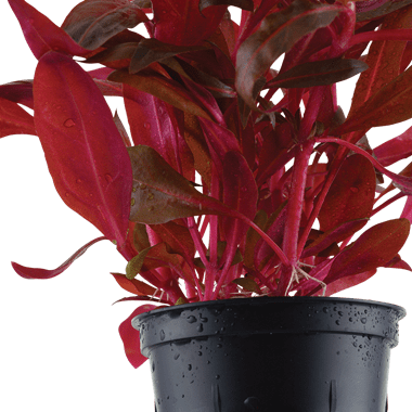Alternanthera reineckii 'Rosanervig' - Potted - Planted Aquaria