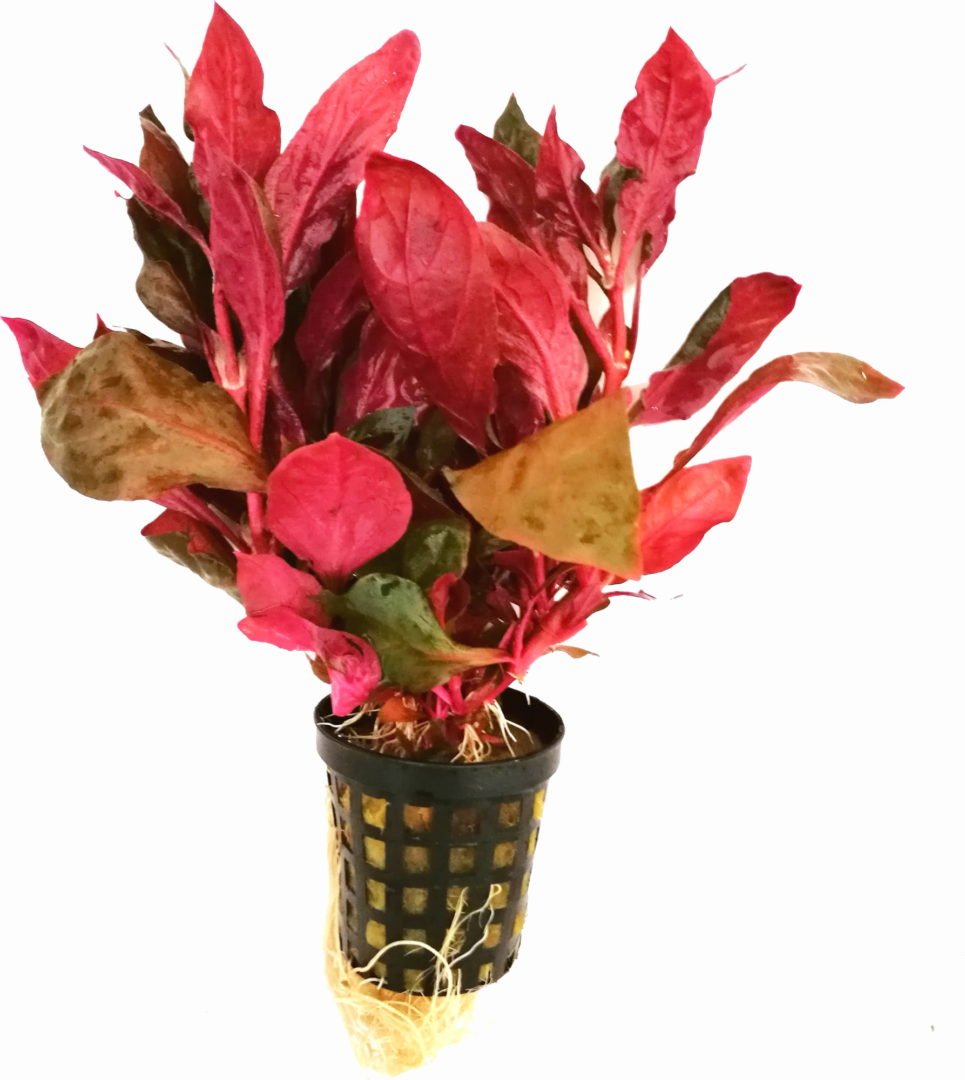 Alternanthera rosaefolia - Potted - Planted Aquaria