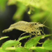 Amano Shrimp - Planted Aquaria