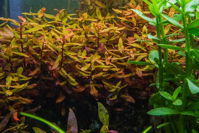 Ammania Gracilis - Potted - Planted Aquaria