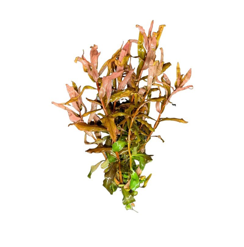 Ammania Gracilis - Potted - Planted Aquaria