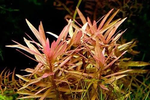 Ammania Gracilis - Potted - Planted Aquaria