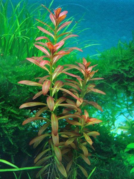 Ammannia sulawesi (Rotala sp. Sunset) - Potted - Planted Aquaria