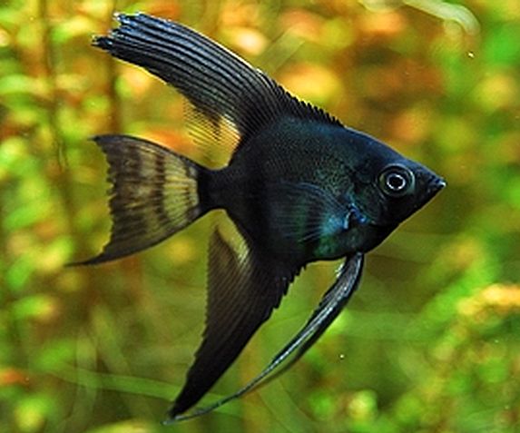 Angel Fish - Black Lace - Planted Aquaria