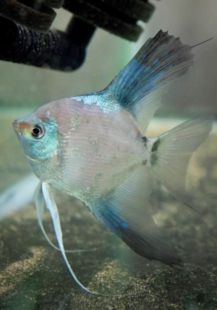 Angel Fish - Blue Blushing Ghost - Planted Aquaria
