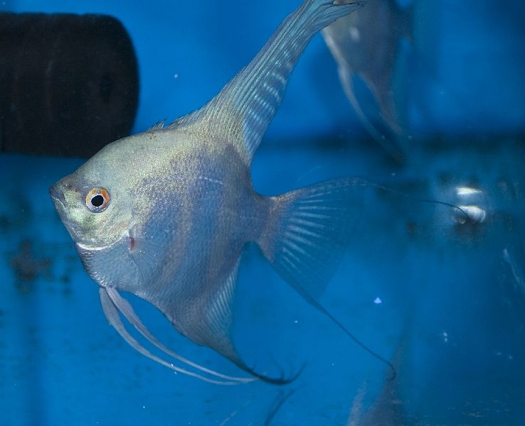 Angel Fish - Blue Diamond - Planted Aquaria
