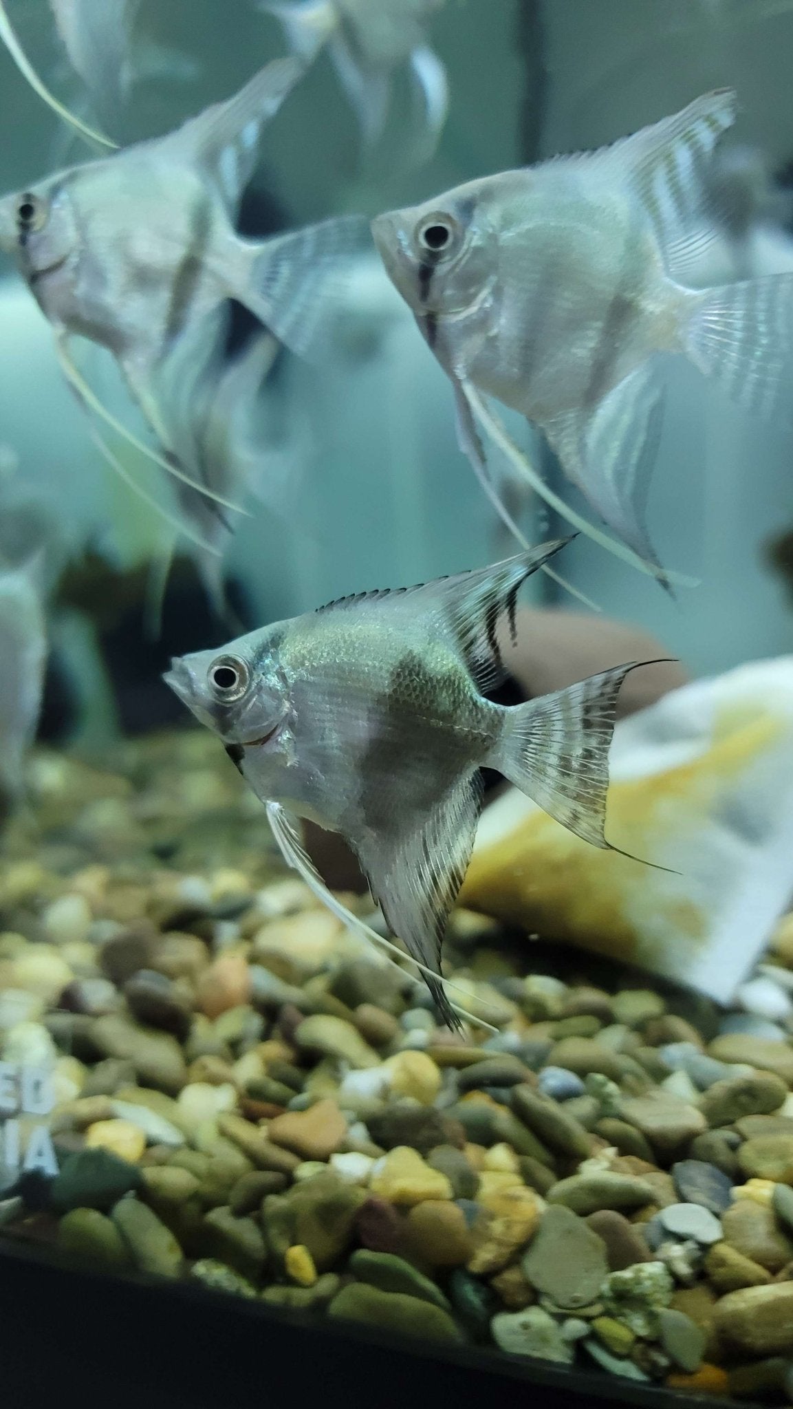 Angel Fish - Blue Pinoy (1.5" - 2") - Planted Aquaria