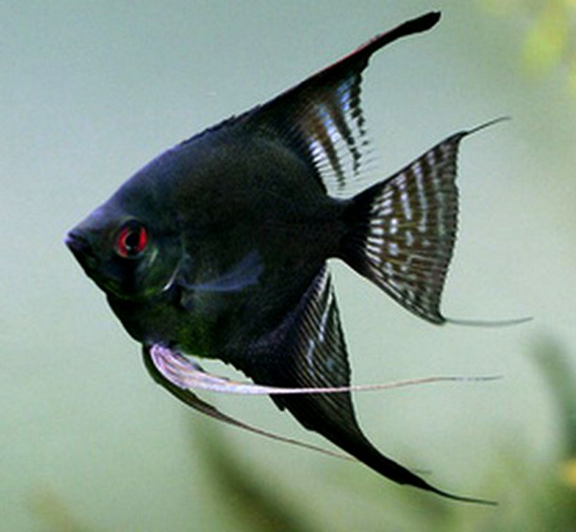 Angel Fish - Double Black - Planted Aquaria