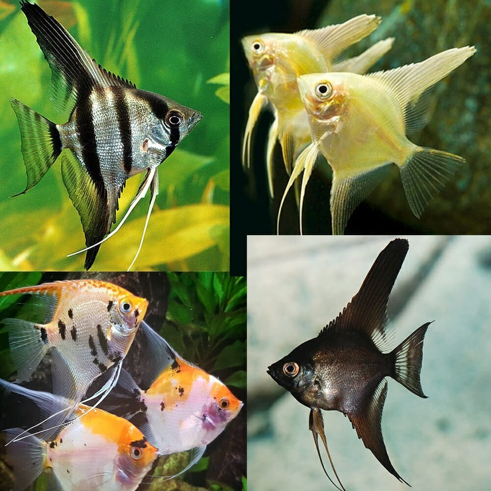 Angel Fish - Small Assorted 2 - 3" - Planted Aquaria