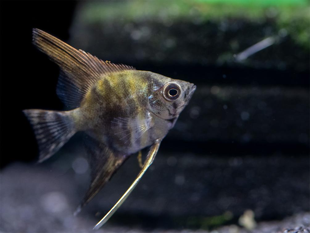 Angel Fish - Smokey Leopard - Planted Aquaria