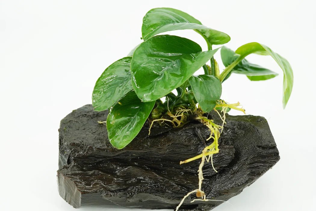 Anubias Barteri 'Butterfly' on Driftwood - Planted Aquaria