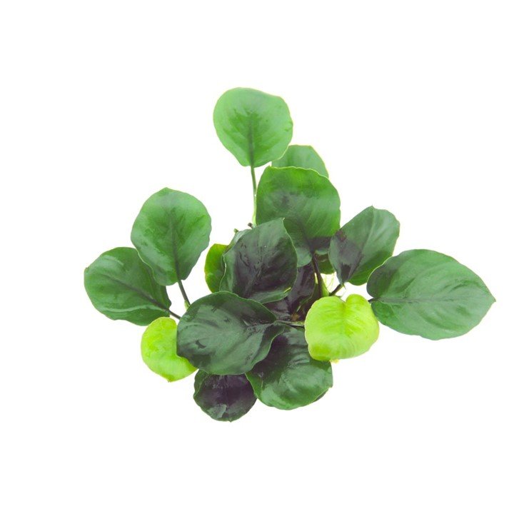 Anubias barteri ’Coin Leaf’ - Potted - Planted Aquaria