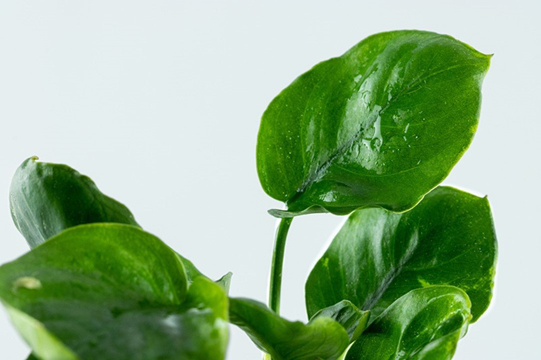 Anubias barteri ’Coin Leaf’ - Potted - Planted Aquaria