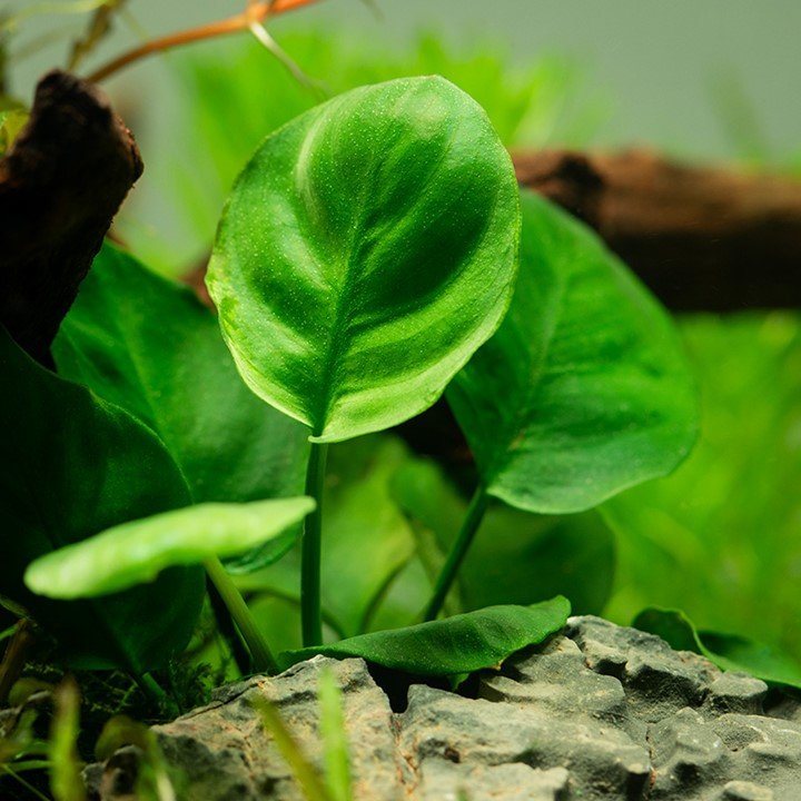 Anubias barteri ’Coin Leaf’ - Potted - Planted Aquaria