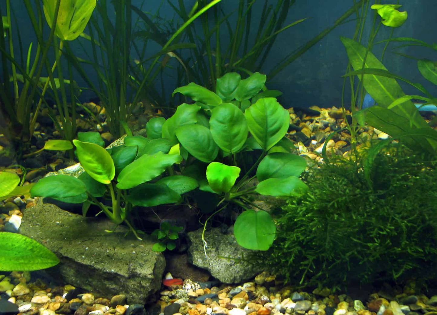 Anubias barteri gabon - Tissue Culture - Planted Aquaria