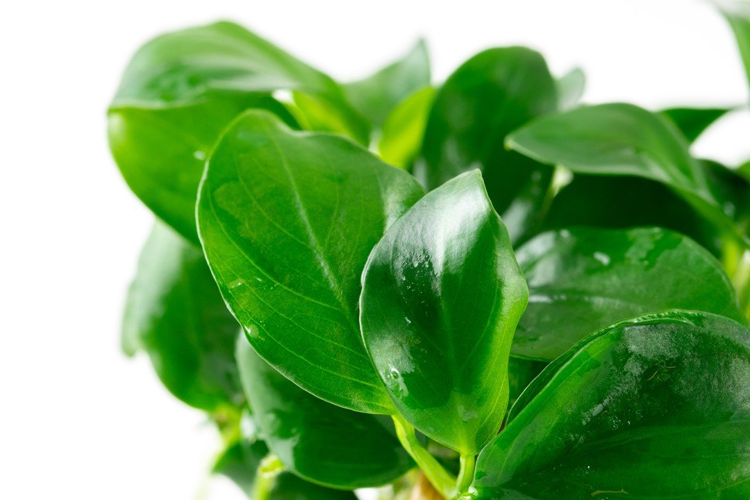 Anubias barteri nana - Tropica TC - Planted Aquaria