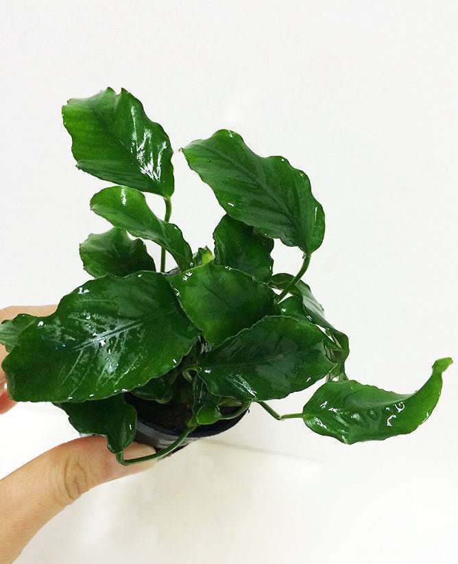 Anubias Barteri 'Nana Wrinkle Leaf' - Potted - Planted Aquaria
