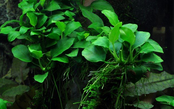 Anubias barteri 'Petite' Potted - Planted Aquaria