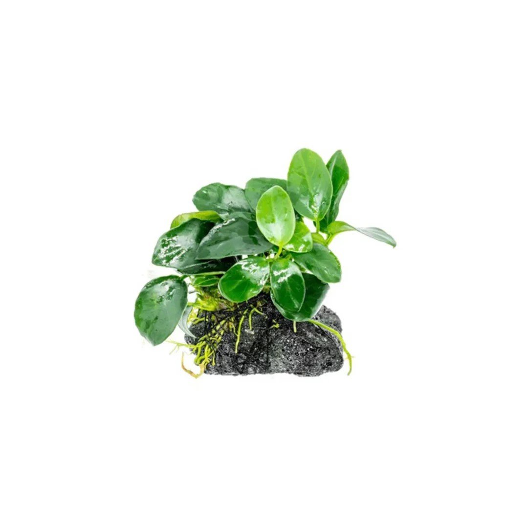 Anubias barteri petite round on Small Lava Stone - Planted Aquaria