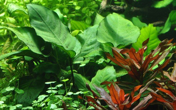 Anubias barteri var. caladiifolia - Potted - Planted Aquaria