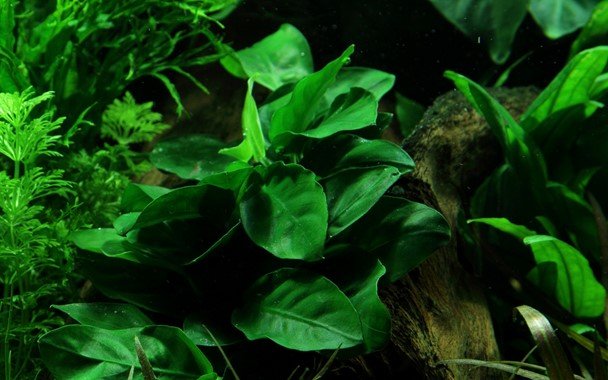 Anubias barteri var. nana on Lava Stone - Planted Aquaria