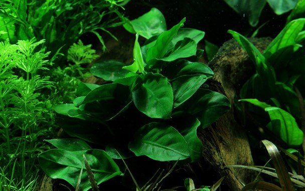 Anubias barteri var. nana - Potted - Planted Aquaria