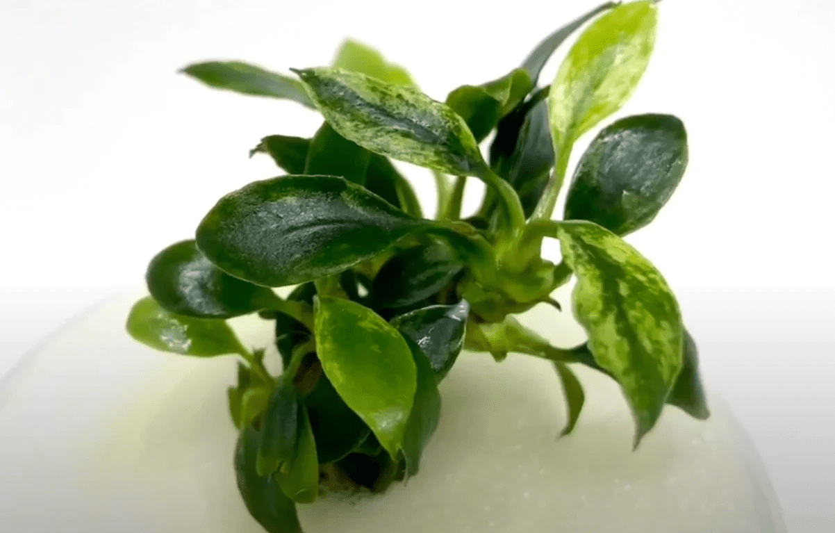 Anubias Chili 'Mini' - Potted - Planted Aquaria