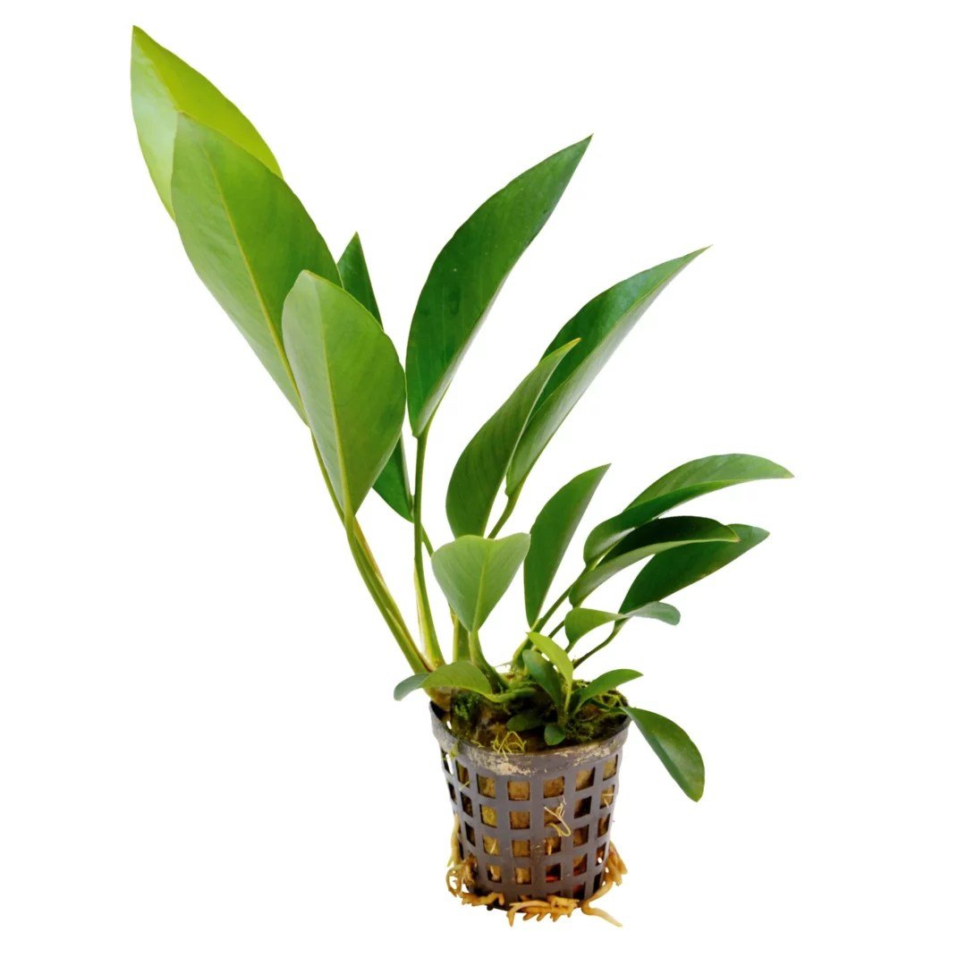 Anubias Congensis - Potted - Planted Aquaria