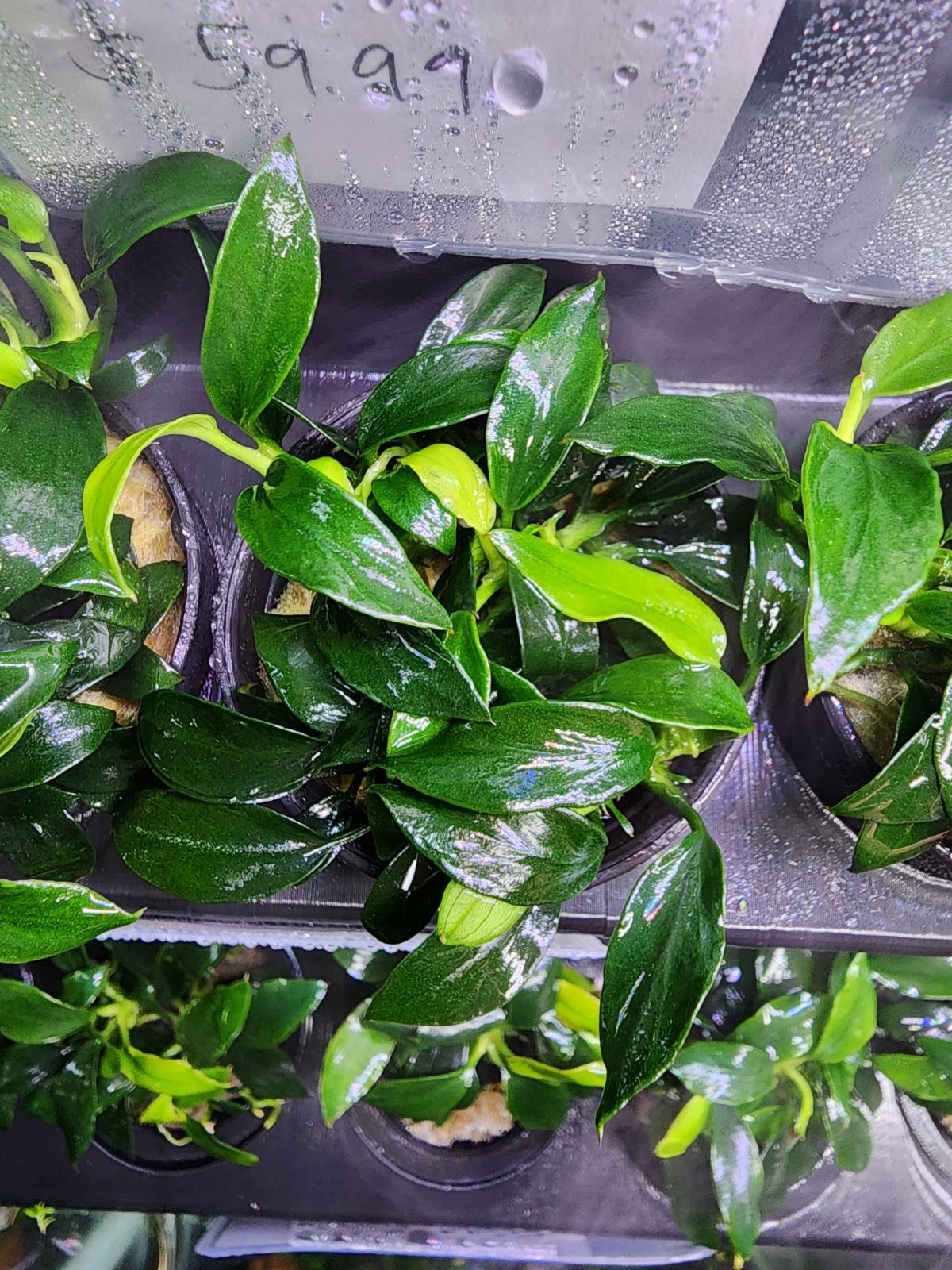 Anubias Jungle Star - Potted - Planted Aquaria