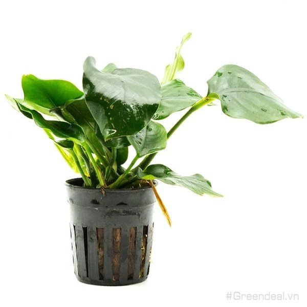 Anubias nana 'fatty thick leaf' - Potted - Planted Aquaria