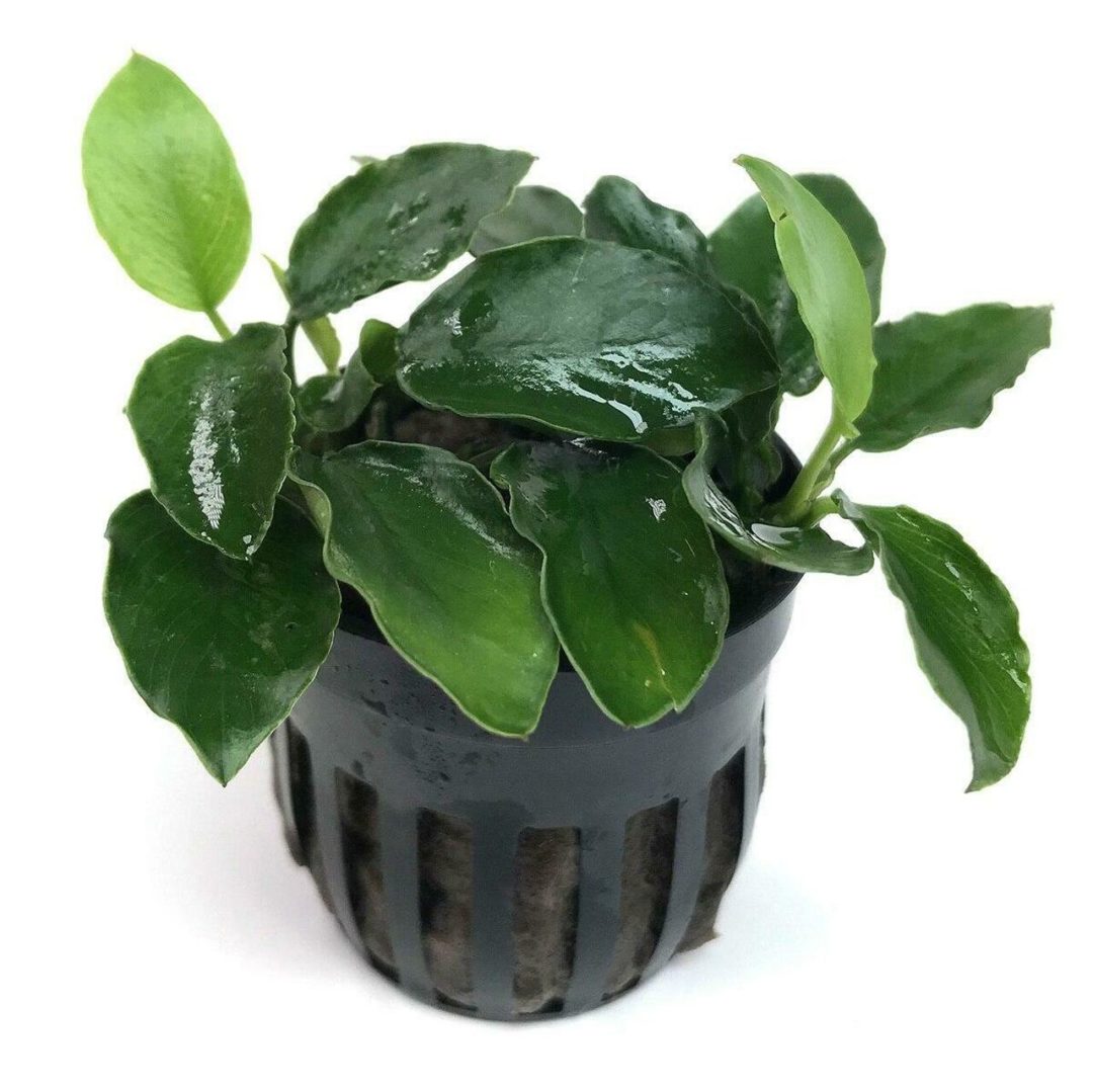 Anubias nana 'long wavy' - Potted - Planted Aquaria
