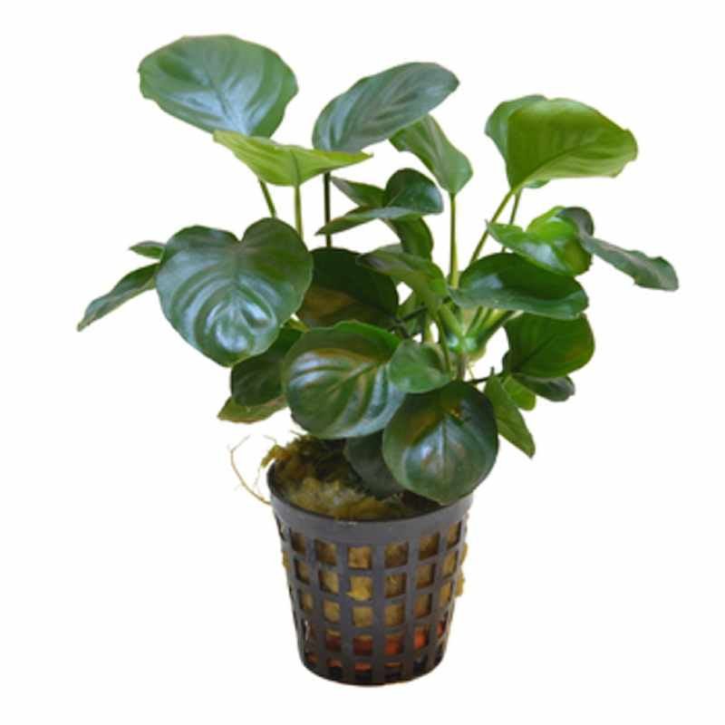 Anubias var. 'Golden Coin' - Potted - Planted Aquaria