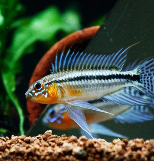 Apistogramma sp 'tefe bitaeniat' Dwarf Cichlid - Planted Aquaria